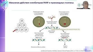 Причины резистентности к PARP ингибиторам и препаратам платины