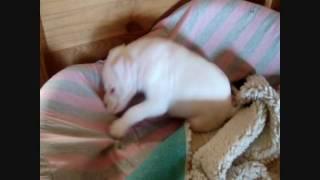 white boxer puppie goes crazy