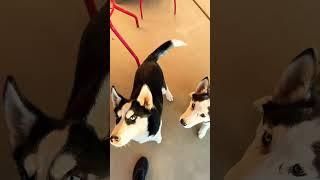TEACHING DOGS TO SIT WITH IN N OUT BURGER  #shorts #dogs #doglovers