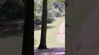 Leaner hunting 