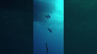 Seamount deep drop camera attacked by a shark! #shark #kingfish #deepsea