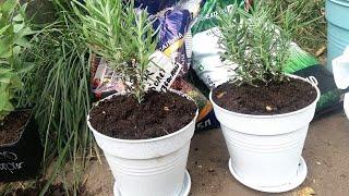 ПОСАДКА ЛАВАНДЫ В ГОРШОК. PLANTING LAVENDER IN A POT.