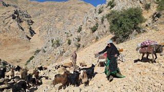 Nomads migrate over difficult paths to the top of the mountains | Nomadic life