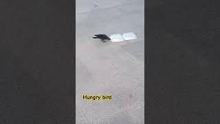 Baby crow #birds #shortvideo #trending #viralvideo #viralshorts