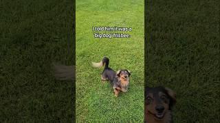 Challenge Accepted.  #dogshorts #frisbee #wow #talent #dachshund #catch