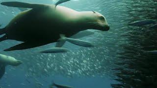 Sardine Feeding Frenzy with Sharks, Penguins and More | The Hunt | BBC Earth