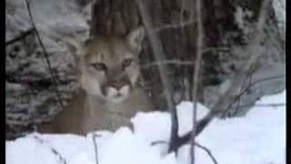 Cougar vs Lynx