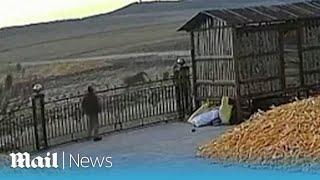 Terrifying moment wild tiger gives farmer the fright of his life