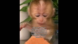 #rom4ik #monkey #манки #брадки #юмор #бибизяны #прикол