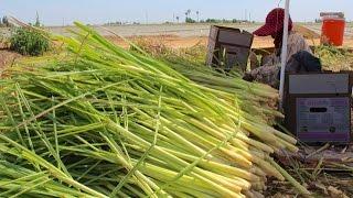 Harvesting Lemongrass at Sarabian Farms