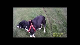 dog walk april 2 2019 VLOG