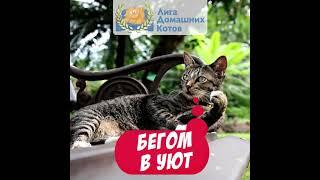 Мебельный центр Уют - Лига домашних котов рекомендует
