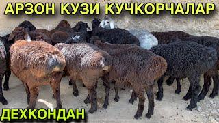 ТОГДАН ТУШДИ! Куй Кузи Нархлари 2025. Кашкадарё Вилояти Гузор Мол Бозори Нархлари 2025
