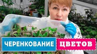 ЧЕРЕНКОВАНИЕ метод  быстрого размножения цветов. Состав грунта