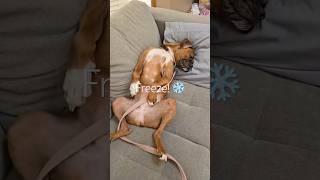 🪱 Wiggle wiggle wiggle #danithegirlboxer #boxerpuppy #boxerdog #cutedog #elephantears #wigglewiggle