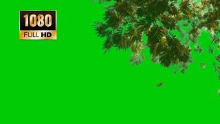 green screen tree branches | Leaves green effect | Green screen tree New green screen video