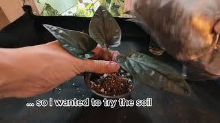 PLANTING Syngonium erythrophyllum Red Arrow cuttings to soil + Soil MIX SECRETS revealed