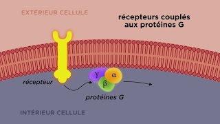 MOOC côté cours : Les différents types de récepteurs cellulaires