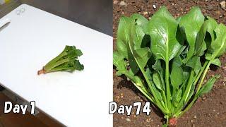 How to regrow spinach from store-bought spinach