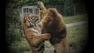 Xi'an Zoo in China, a male lion fights against a male Siberian tiger part1