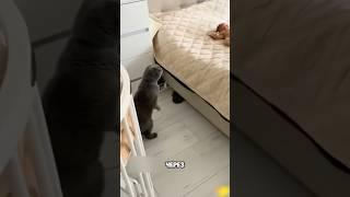 Кот Удивился Новорожденному Ребенку! 
