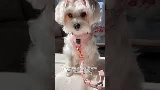 Unboxing the Sweetheart Dog Walking Set  | Bisou’s Favorite from Dogistry