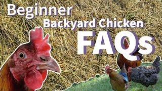 Beginner Backyard Chickens FAQs 