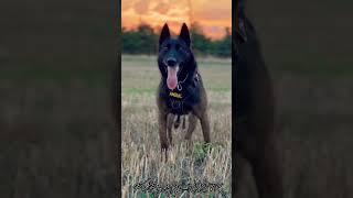 MALİNOİS BÖYLE İTAAT ETMİYORSA İŞİNİZ ZOR #belgianmalinoislovers #malinois #malinois #belçikakurdu