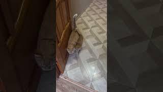 Идеальная модельная походка  #рыжийкот #cat #кот #животные #котик #котэ #котята #animals #шортс