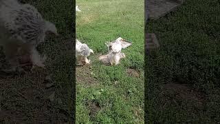 light Brahma mother hen drinks water from the huge bowl