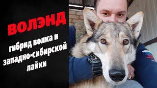 Волэнды. Гибрид волка и западно-сибирской лайки. Волкособы.