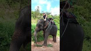 Phuket Island Elephant Sanctuary part 2