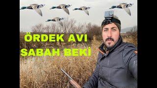 ÖRDEK AVI SABAH BEKİ (DUCK HUNTİNG)