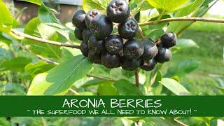 Aronia Berries ~ The Superfood You Can Grow in Your Backyard