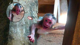 OMG..! Pity the newborn baby stuck on the rock while being rescued by the camera man