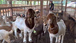 PUSAT KAMBING SUN FARM, tiap bulan panen ratusan ekor BOER