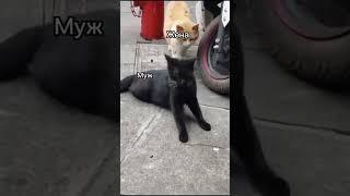 жена пришла не вовремя #смешныевидео #funny #животные #приколысживотными