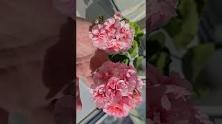 ВНЕСИ под любой цветок и даже самый слабый куст оживет, позеленеет и зацветет красиво #plants