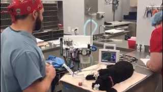 Behind-The-Scenes of a Routine Spay Surgery