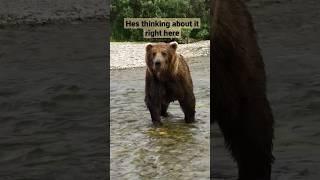 Huge Grizzly Bear Gets A Warning ️ #alaska #grizzlies