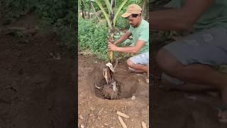 How Vietnamese are Triple Earning From Banana Harvest! 