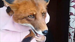 [English Subtitles] Alf the Fox kissed me