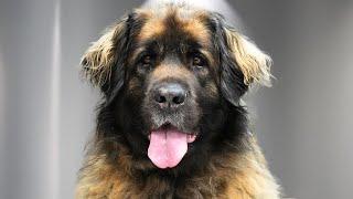 Grooming a Giant Leonberger Dog After 1 Year...and I Was Shocked!