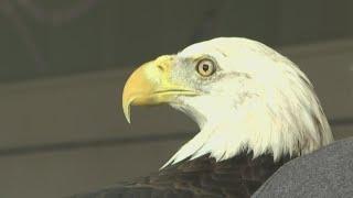 Thunder the Eagle had his ride home diverted