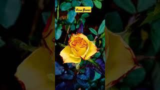 rose #shorts #rose #dhvanis_garden
