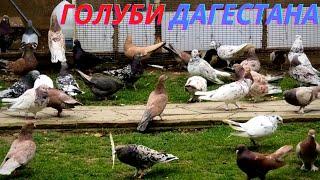 Бакинские голуби Раджабова Абдулхалика в Дагестане! #marble #pigeons