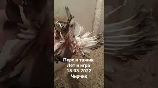 голуби персы удышы лет и игра Ташкент Чирчик