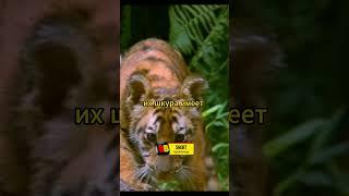 Суматранские тигры #животные #звери #природа