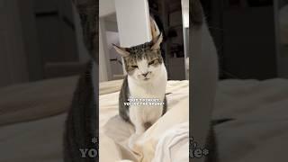 Nighttime conversations with Sven. #catmom #catmomlife #talkingcat #catmeow #meowing #purr