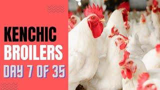 Kenchic Broilers Farming Day 7: Poultry Tips for the Seventh Day